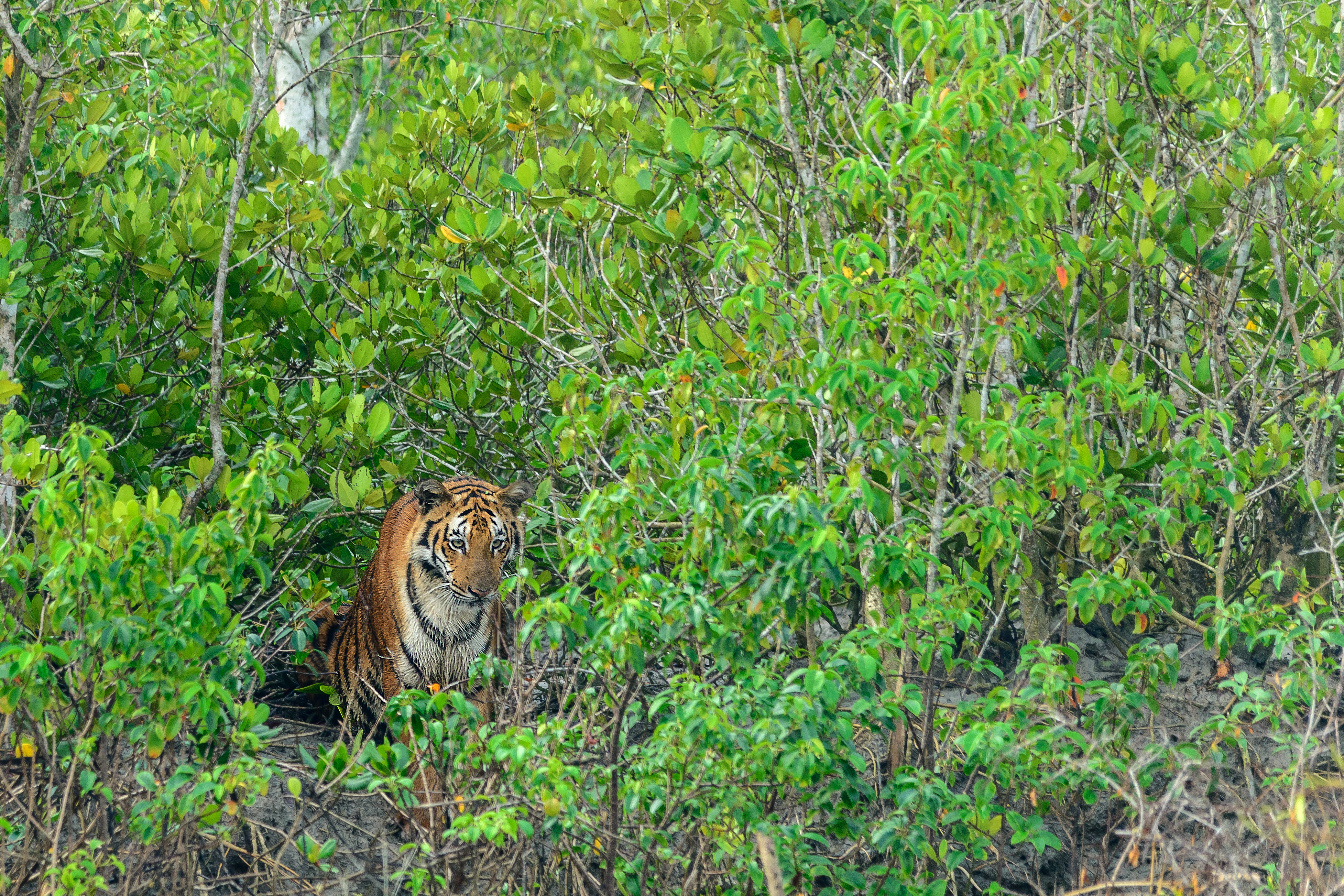 Tiger in the Sunderban (tigertalesofindia.wordpress.com)