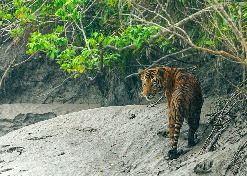 Sunderban Tigers – Tiger Tales of India